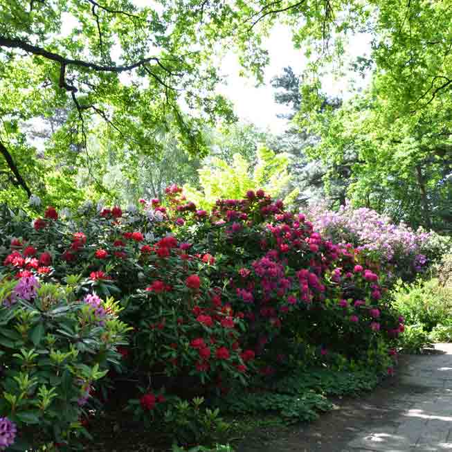 Foto: BGL. - Da Rhododendren ihren nat&uuml;rlichen Standort im Wald haben, bevorzugen sie auch im Garten einen halbschattigen Platz. 