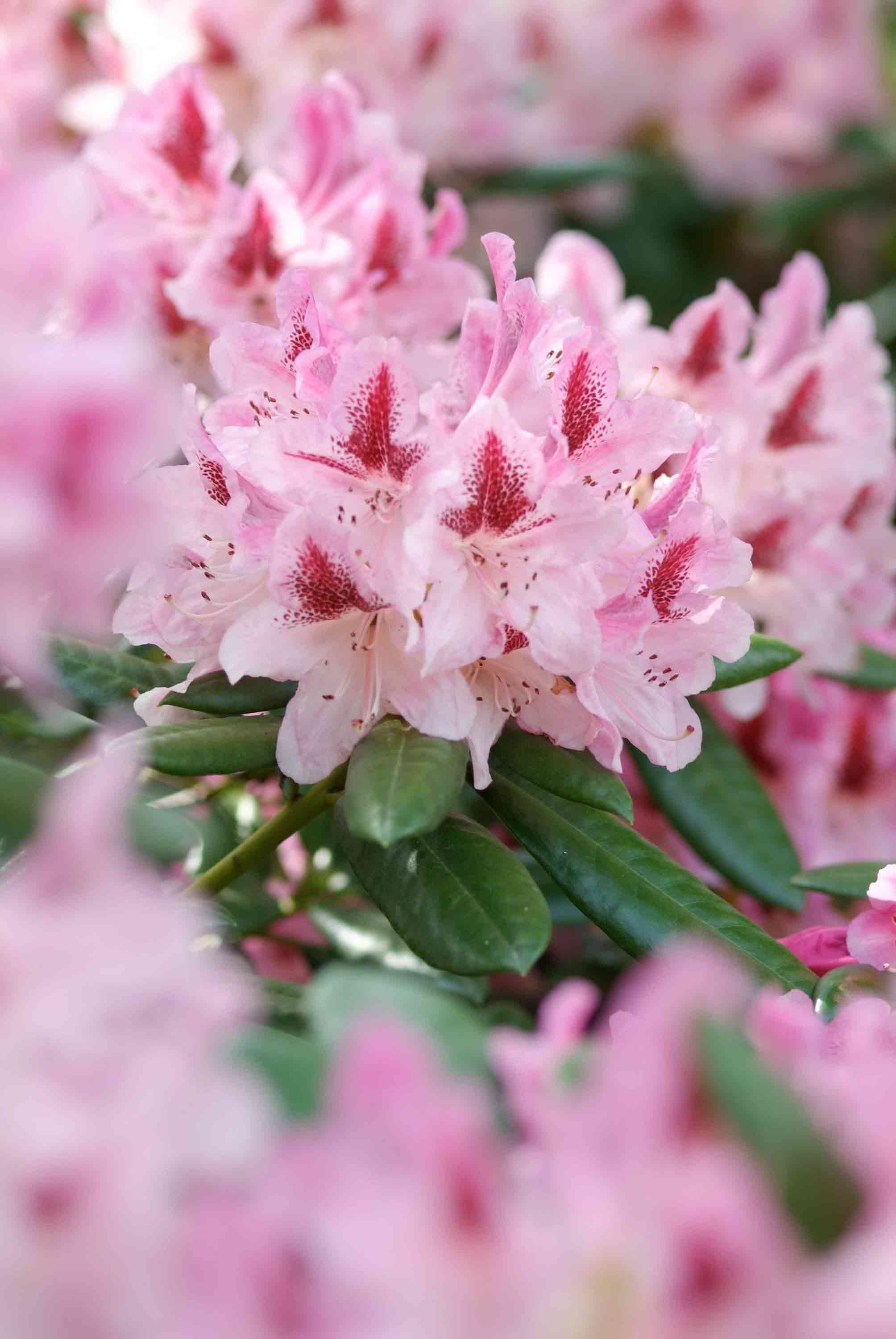 Foto: BdB. - Von Rot, Pink, Rosa und Violett bis zu Orange, Gelb, Creme und Wei&szlig; - das Farbspektrum der Rhododendronbl&uuml;ten ist sehr breit gef&auml;chert. 