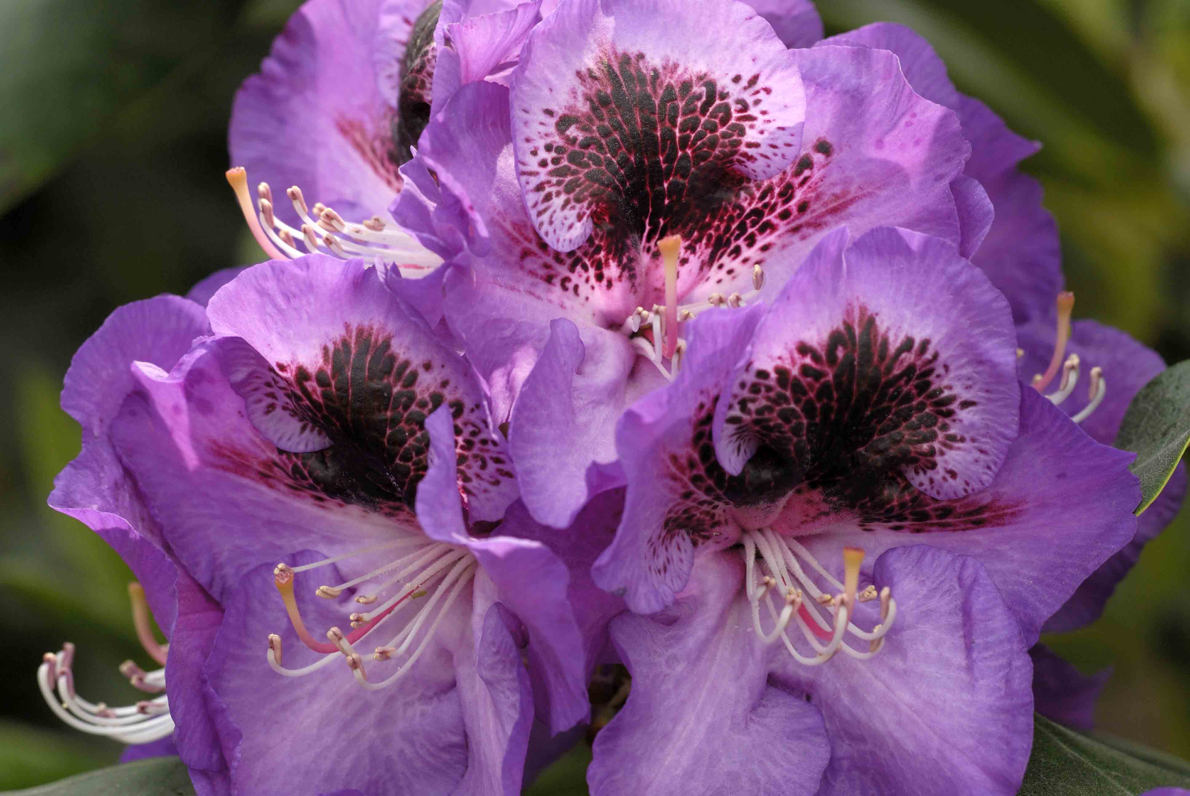 Quelle: LANDSPIEGEL Rhododendren, die auch in schweren, ton- und lehmhaltigen Böden mit hohen pH-Werten ein vitales und kräftiges Wachstum entwickeln. Rhododendren, die auch in schweren, ton- und lehmhaltigen Böden mit hohen pH-Werten ein vitales und kräftiges Wachstum entwickeln.